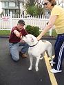 Rich meets Zeus, the granddog to the Miget's